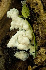 Attēlu rezultāti vaicājumam “Brefeldia maxima”