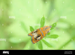 Attēlu rezultāti vaicājumam “Olethreutes arcuella”