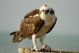 Image result for Pandion haliaetus