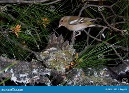 Attēlu rezultāti vaicājumam “Fringilla coelebs nest”