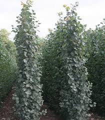 Attēlu rezultāti vaicājumam “Populus tremula”