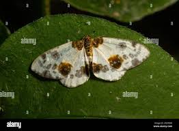 Attēlu rezultāti vaicājumam “Abraxas sylvata larva”