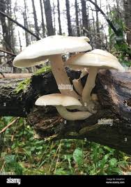 Attēlu rezultāti vaicājumam “Hypsizygus ulmarius”