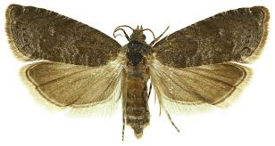 Attēlu rezultāti vaicājumam “Grapholita funebrana larva”