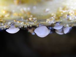 Attēlu rezultāti vaicājumam “Ombrophila violacea”