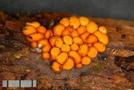 Attēlu rezultāti vaicājumam “Oligonema favogineum spores”