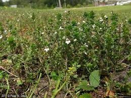 Attēlu rezultāti vaicājumam “Euphrasia”