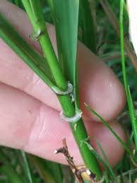 Attēlu rezultāti vaicājumam “Festuca gigantea”