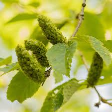 Attēlu rezultāti vaicājumam “Betula alleghaniensis fruit”