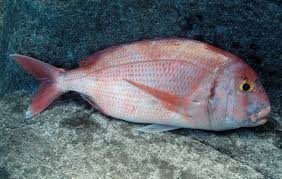 Image result for Pagrus