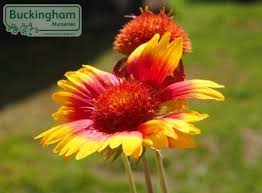 Image result for Gaillardia `Kobold`