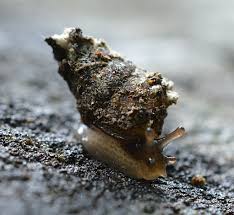 Attēlu rezultāti vaicājumam “Ena montana”