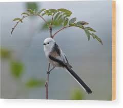 Attēlu rezultāti vaicājumam “Aegithalos caudatus”