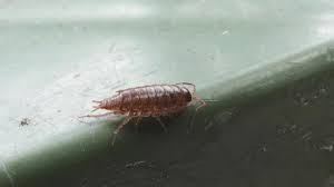 Attēlu rezultāti vaicājumam “Ligidium hypnorum”