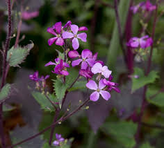 Image result for Lunaria annua
