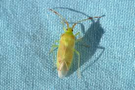 Attēlu rezultāti vaicājumam “Pantilius tunicatus imago”