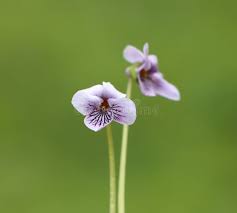 Attēlu rezultāti vaicājumam “Viola palustris”