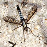 Attēlu rezultāti vaicājumam “Therevidae larva”