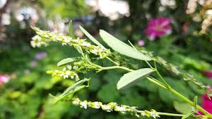 Attēlu rezultāti vaicājumam “Melilotus albus flower”
