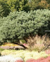Attēlu rezultāti vaicājumam “Pinus sylvestris var. borussica”