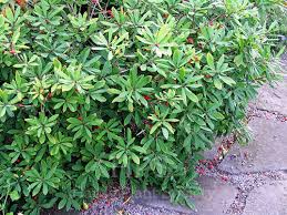 Attēlu rezultāti vaicājumam “Daphne mezereum fruit”