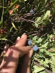 Attēlu rezultāti vaicājumam “Vaccinium uliginosum bud”