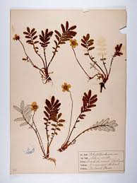 Attēlu rezultāti vaicājumam “Argentina anserina”