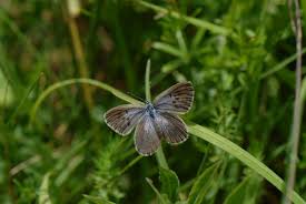 Attēlu rezultāti vaicājumam “Maculinea alcon female”