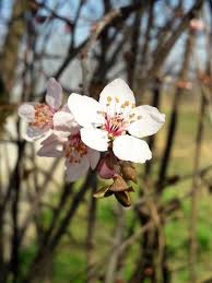 Attēlu rezultāti vaicājumam “Prunus cerasifera flower”
