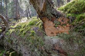 Attēlu rezultāti vaicājumam “Phellinus nigrolimitatus”