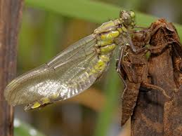 Attēlu rezultāti vaicājumam “Gomphus vulgatissimus”