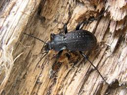 Attēlu rezultāti vaicājumam “Carabus hortensis”