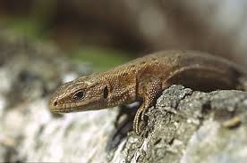 Attēlu rezultāti vaicājumam “Lacerta vivipara female”