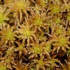Attēlu rezultāti vaicājumam “Sphagnum angustifolium”
