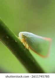 Attēlu rezultāti vaicājumam “Macrosteles sp. imago”