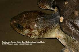 Image result for Lepidochelys olivacea