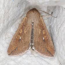 Attēlu rezultāti vaicājumam “Mythimna sp.”