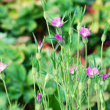 Image result for Kornrade