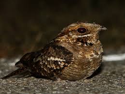 Image result for Caprimulgus ruficollis