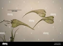 Attēlu rezultāti vaicājumam “Campylium chrysophyllum”