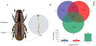 Attēlu rezultāti vaicājumam “Hylastes sp.”
