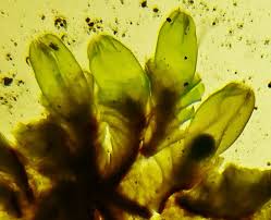 Attēlu rezultāti vaicājumam “Jungermannia sphaerocarpa”