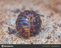 Attēlu rezultāti vaicājumam “Armadillidium pulchellum”