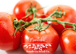 Afbeeldingsresultaat voor anna russian tomato