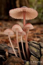 Attēlu rezultāti vaicājumam “Mycena rosella”