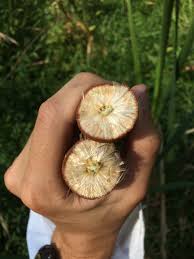 Attēlu rezultāti vaicājumam “Typha latifolia fruit”