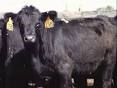 <b>Bovine Respiratory Disease</b>