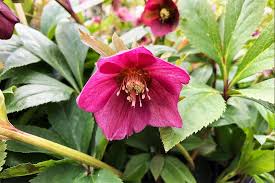 Image result for Nieswurz