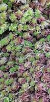 Attēlu rezultāti vaicājumam “Sphagnum capillifolium”