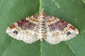 Attēlu rezultāti vaicājumam “Xanthorhoe spadicearia”